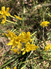Narcissus jonquilla