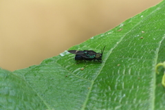 Ptilocera