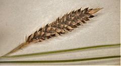 Carex buchananii