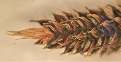 Carex buchananii