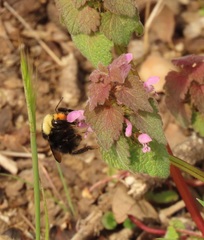 Bombus caliginosus