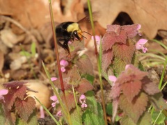 Bombus caliginosus