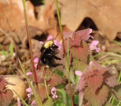 Bombus caliginosus