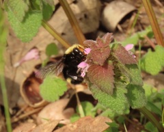 Bombus caliginosus