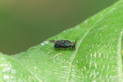 Ptilocera