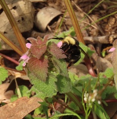 Bombus caliginosus
