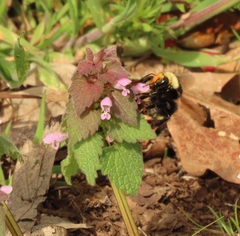 Bombus caliginosus
