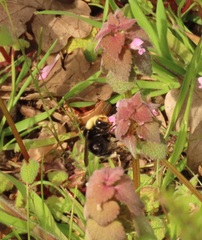 Bombus caliginosus