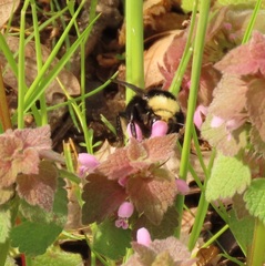 Bombus caliginosus