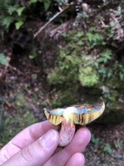 Boletus leptospermi