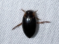 Coptotomus