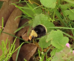Bombus caliginosus