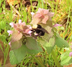 Bombus caliginosus