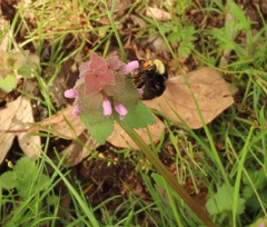 Bombus caliginosus