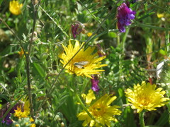 Heliolonche modicella