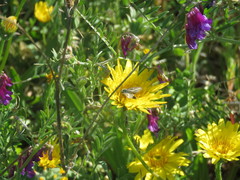 Heliolonche modicella