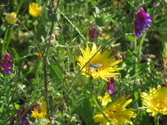 Heliolonche modicella