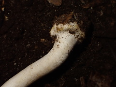 Agaricus moelleroides