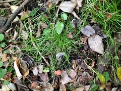 Isolepis reticularis