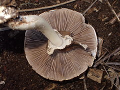 Agaricus moelleroides