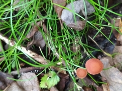 Isolepis reticularis