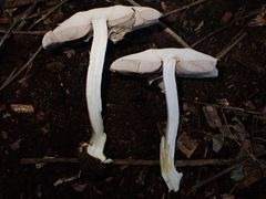 Agaricus moelleroides