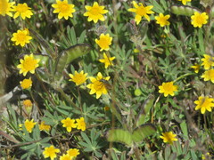 Brachysomida californica