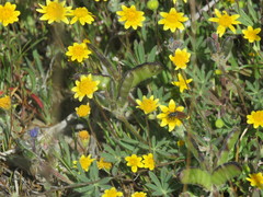 Brachysomida californica