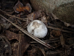 Agaricus moelleroides