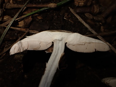 Agaricus moelleroides