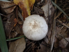 Agaricus moelleroides
