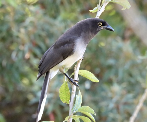 Brown Jay