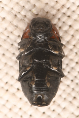 Cryptocephalus sanguinicollis