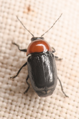 Cryptocephalus sanguinicollis