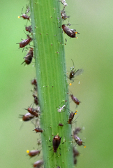 Uroleucon sonchi