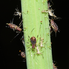 Uroleucon sonchi