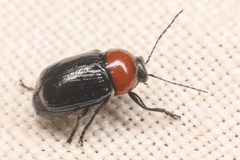 Cryptocephalus sanguinicollis