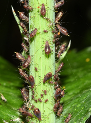 Uroleucon sonchi