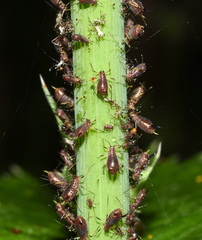 Uroleucon sonchi