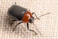 Cryptocephalus sanguinicollis