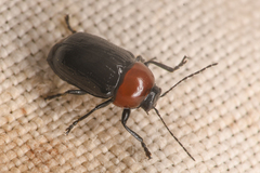 Cryptocephalus sanguinicollis