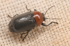 Cryptocephalus sanguinicollis