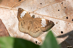 Coladenia buchananii