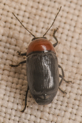 Cryptocephalus sanguinicollis