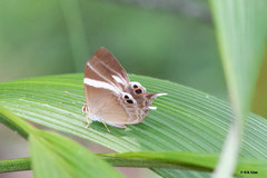 Abisara neophron