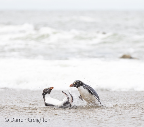 Fiordland Penguin