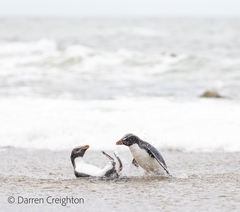 Fiordland Penguin