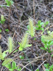 Salix myrtillifolia
