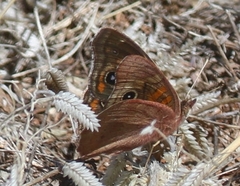 Junonia nigrosuffusa