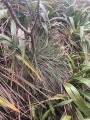 Aciphylla squarrosa squarrosa